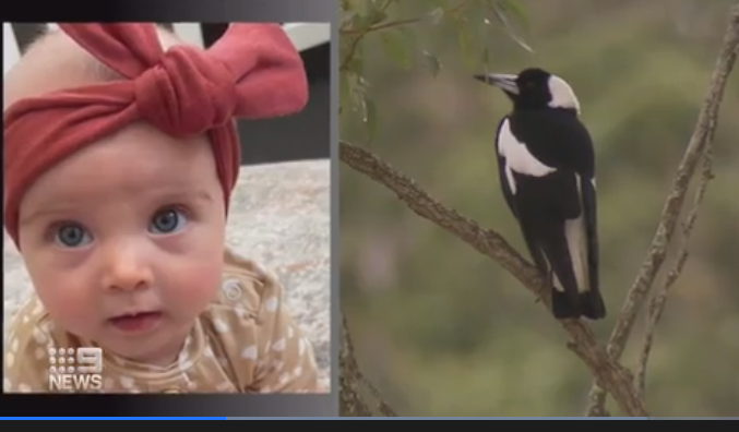 Brisbane’de annesinin kucağında saksağan saldırısına uğrayan bebek öldü