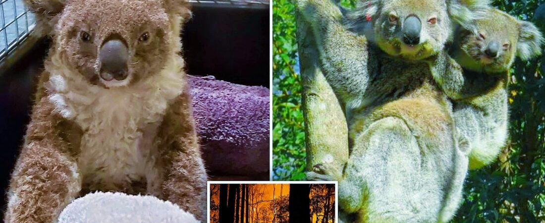 Tedavisi yapıldı: Avustralya yangınında ağır yara alan Ember ismi Koala yavrulandı