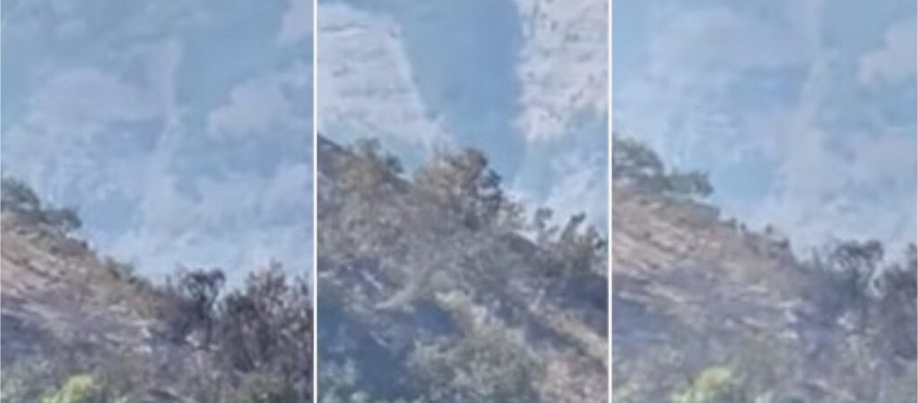 Tunceli’de yangından kaçan dağ keçileri görüntülendi
