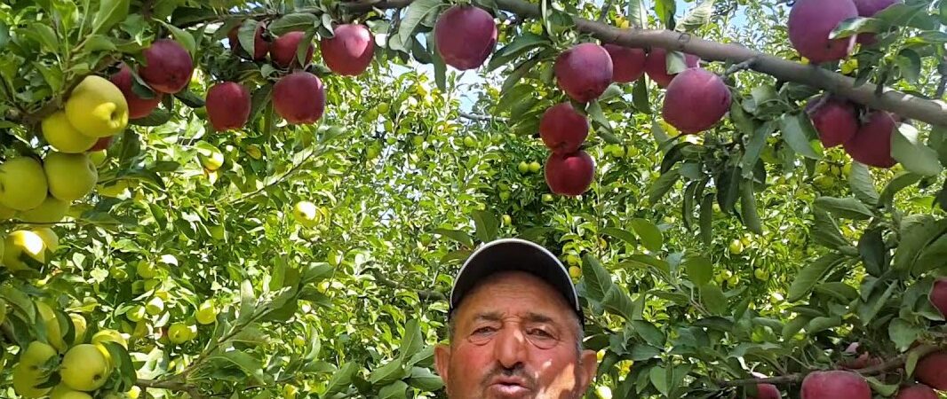 Elmanın faydaları saymakla bitmiyor