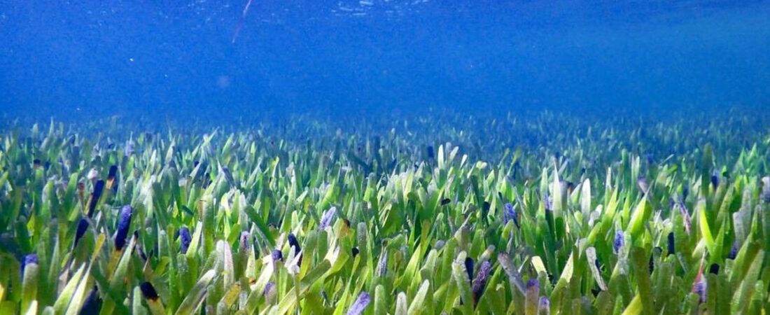 Avustralya kıyılarında dünyanın en büyük bitkisi keşfedildi