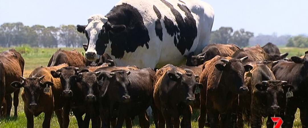 Batı Avustralya’da 1.94 metre boyuyla görenleri şok eden boğa