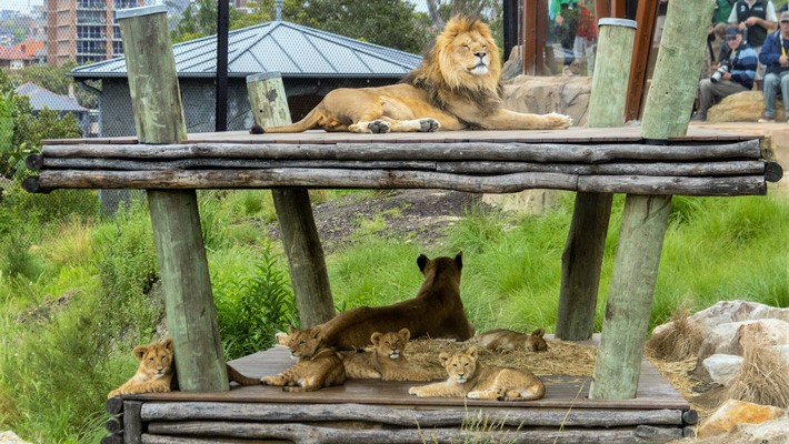 Sydney’de 5 aslan hayvanat bahçesindeki kafeslerinden kaçtı