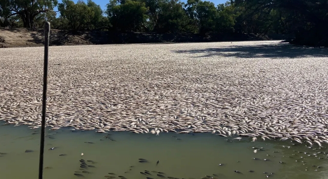Darling Nehri’nde yüz binlerce ölü balık bulundu: Hükümet sebebini araştırıyor