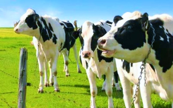 Vietnamlı et üreticisinin vahşeti infiale neden oldu