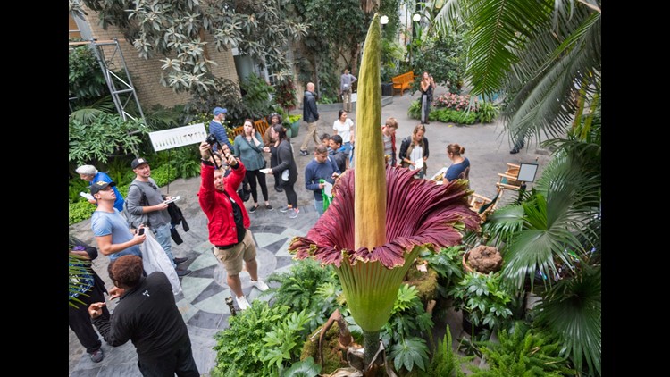 Victoria’da ‘Ceset Çiçeği’ için binlerce kişi sıraya girdi