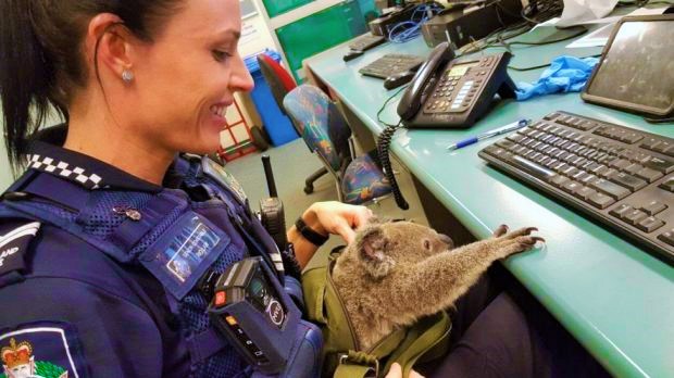Brisbane’de trafik polisi, kaçak Koala’ya el koydu
