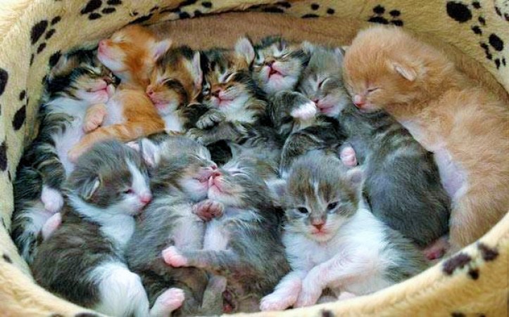 14 kedinin ölümüne neden olan kadın, kefaletle serbest bırakıldı