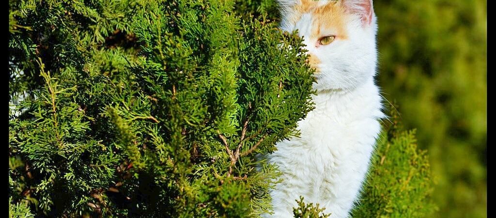 Kedileri evinizden uzak tutacak sistem Avustralya’da üretildi