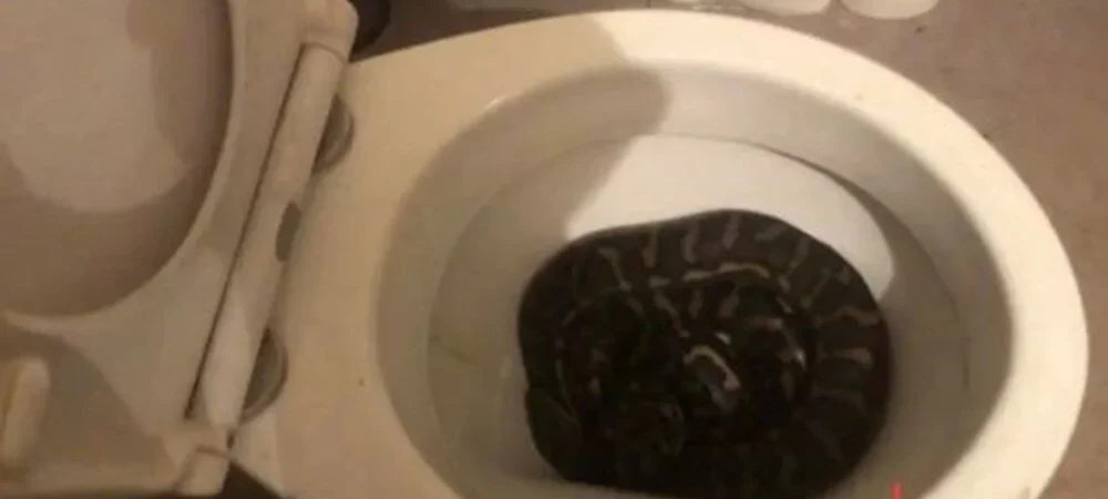 Queensland’de evin klozetinden piton yılan çıktı