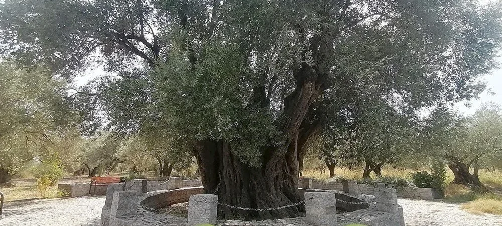 Dünyanın meyve veren en yaşlı ağacı: Manisa Kırkağaç’da bulunan zeytin ağacı