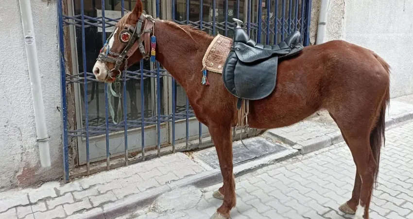 Konya’da, atıyla caddede dolaşan kişiye ‘ters yönde araç kullanma’ cezası