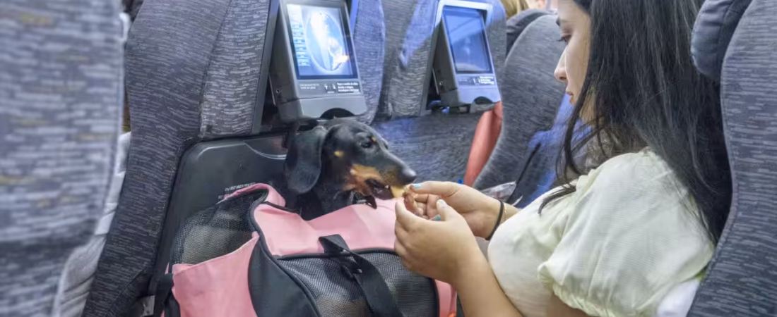 Virgin Australia Hava Yolları’dan evcil hayvanlarla uçuş başlıyor