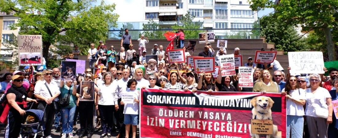 Tüm Türkiye sokak hayvanları için ayakta: Bugün hayvanları katledenler yarın bize katledecekler